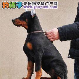 正确购买杜宾犬需要分为几步