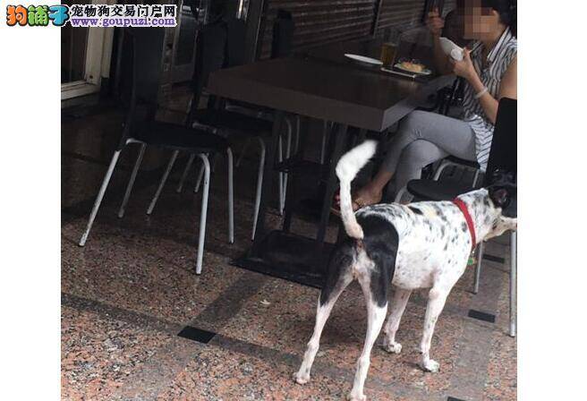 早餐店拿店内空碗装狗粮 被纠正竟反说他人不爱狗