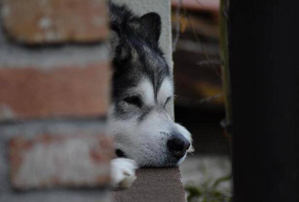 阿拉斯加犬多少钱一只