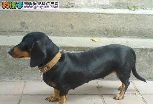 买腊肠犬需要掌握的几个基本点