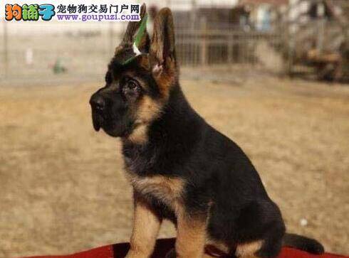 生活小百科 详细了解德国牧羊犬的饮食习惯