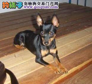 秋季养犬需注意 饲养小鹿犬应常给它补充哪两种元素