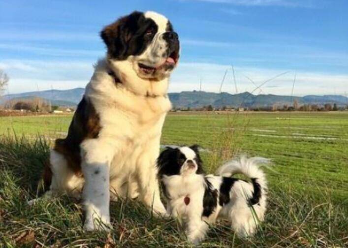 圣伯纳犬让蝴蝶犬坐背上玩，两只狗狗特别的好玩