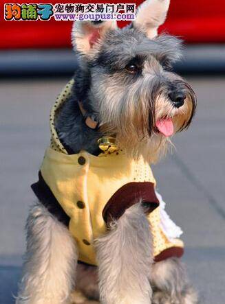 医学宝典之雪纳瑞患上犬瘟应如何是好