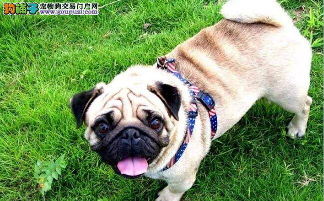 巴哥犬拒食训练 禁止巴哥犬乱吃东西