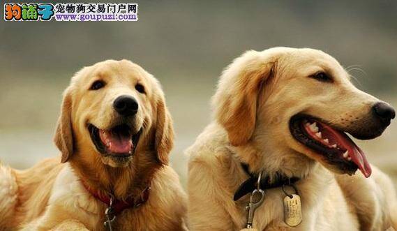 金毛犬和拉布拉多犬的区别