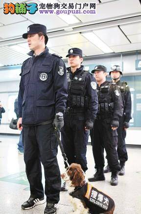 两会间各地搜爆犬在地铁站上岗做安保工作