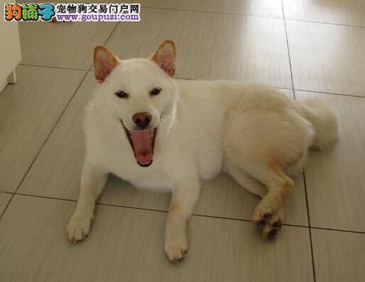 健康大全 柴犬眼鼻分泌物过多是什么问题