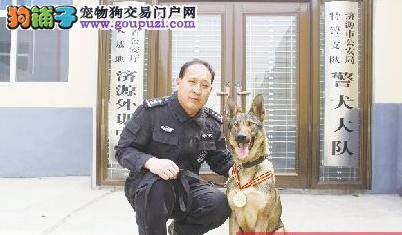 济源警犬“小薇”战功显赫 授予“功勋犬”称号