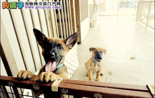 探寻军犬训练营中狗狗们的真实生活