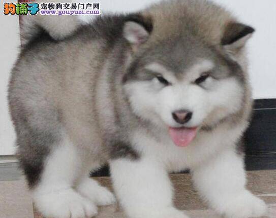 阿拉斯加犬总是啃咬自己的爪子是什么问题