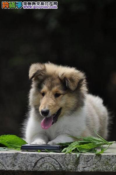 通过外观挑选苏格兰牧羊犬最准确