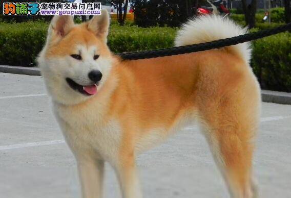 改过自新之如何让秋田犬改正咬主人手指的行为