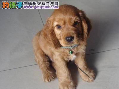 可卡犬患上狗瘟，流脓鼻涕发烧怎么办