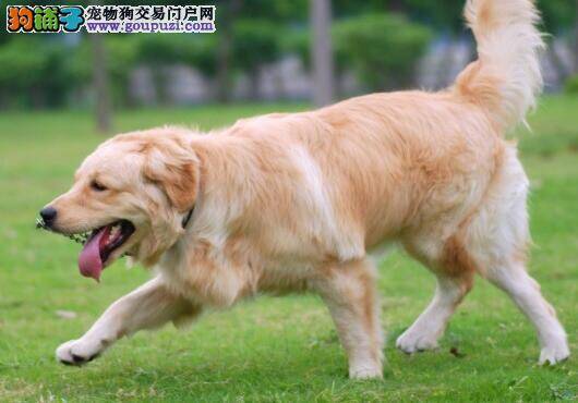 金毛犬吃完骨头呕吐有没有事