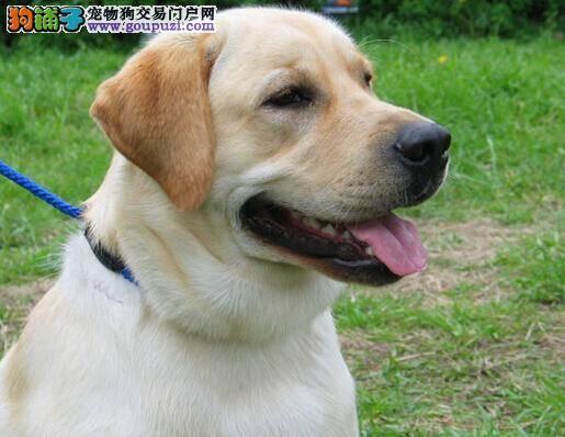 购买高手告诉你挑选拉布拉多犬要注意的问题