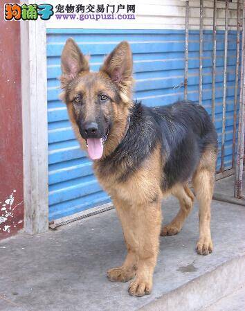 饮食管理与生长发育 说说狼狗幼犬在成长中的饮食内容