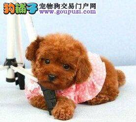贵宾犬饭后突然吐了是什么情况