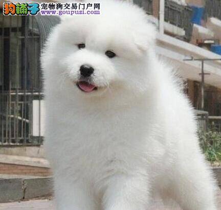 萨摩耶最近总呕吐，喉咙里有东西卡住了是怎么了