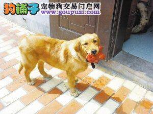 金毛犬“甜甜”走失，主人因思念爱犬天天跑派出所