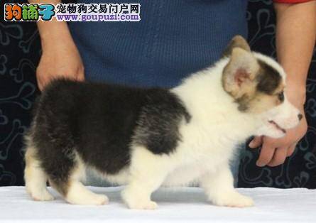 柯基犬什么时候驱虫 求解答