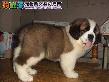 如何喂养哺乳期间的圣伯纳犬