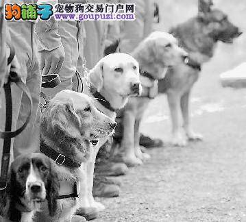 杭州成立萌狗消防别动队 成员为搜救犬