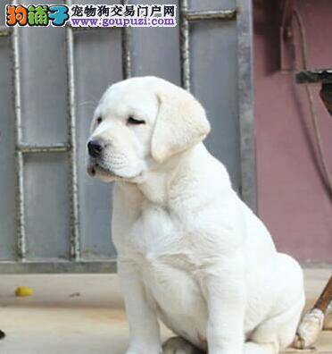 拉布拉多犬打完疫苗的地方出现硬块 正常吗