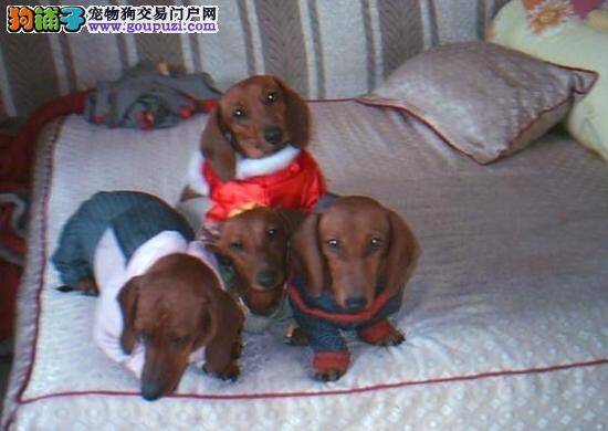 最近腊肠犬总拉稀，急死了