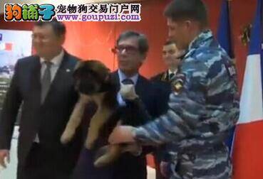 俄罗斯送法国德国牧羊犬显示两国团结代表相同立场