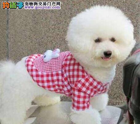 比熊犬幼犬与马尔济斯幼犬的区别