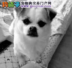 爱犬走失主人着急 每天上街找小狗