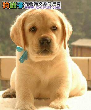 拉布拉多犬常见的遗传疾病都有哪些