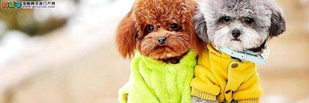 贵宾犬得了抑郁症怎么办？