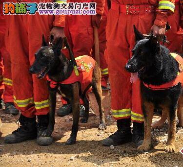 兰州“养犬法”欲出台将规范市民文明养犬