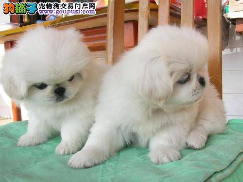 京巴犬最近总拉肚子应怎么办