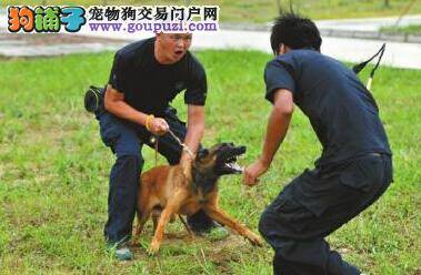 狗狗晋级警犬需考试 资格证还应一年一审