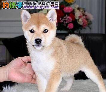 美容七步就够 如何打理柴犬让它变的更完美