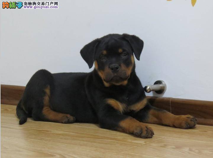 罗威纳犬内眼角有些红肿是怎么回事