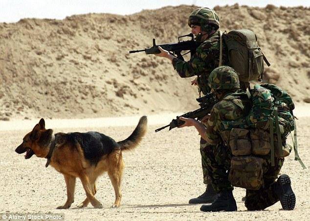 英军将231只军犬安乐死 引起动保组织强烈批评