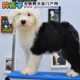 如何让古代牧羊犬学会在固定的区域拉便便