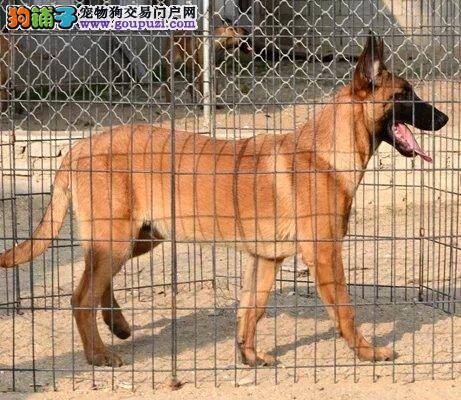 马犬洗澡后身上出现很多皮屑如何是好