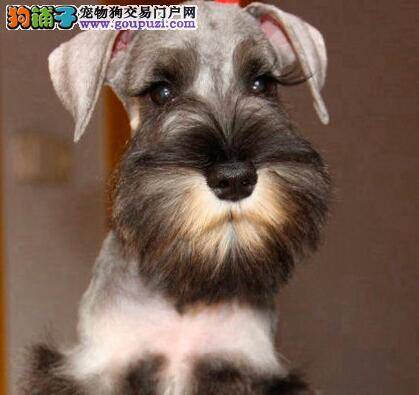 雪纳瑞一直拉水状便便是怎么了