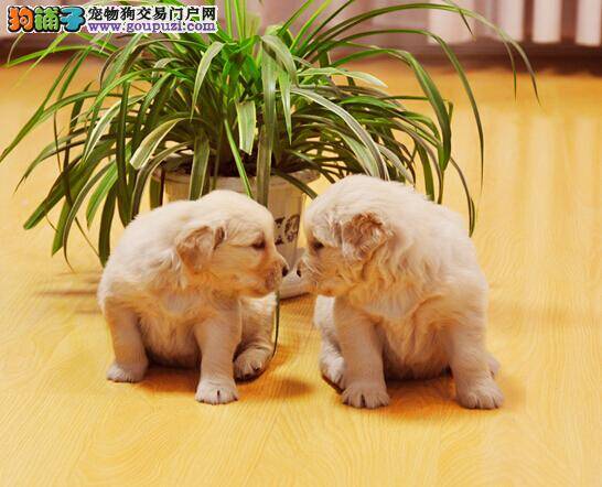 分析金毛犬为什么会有呼吸声粗重的情况发生