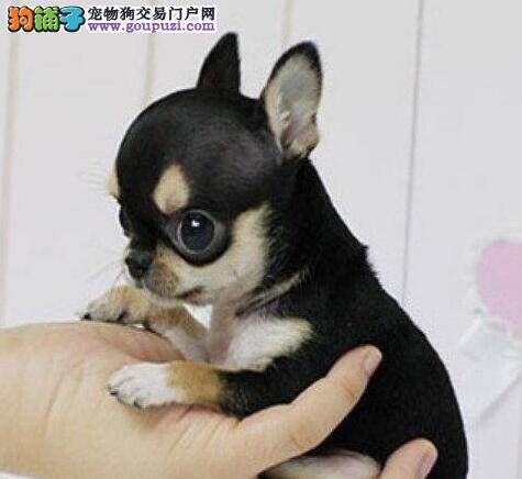 吉娃娃出现掉毛的问题应该如何应对