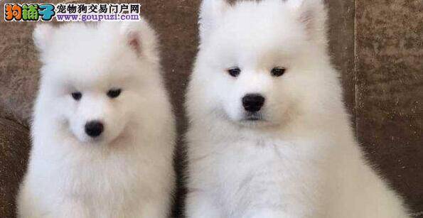 萨摩耶幼犬吃什么食物利于健康成长