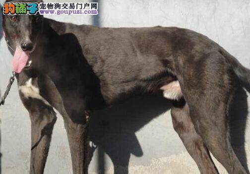 宠物技师支招 轻松打理格力犬脱落的死毛