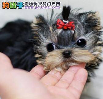 约克夏真菌性皮肤病该怎么医治