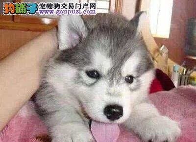 检查口鼻 让你挑选到十分优质的哈士奇