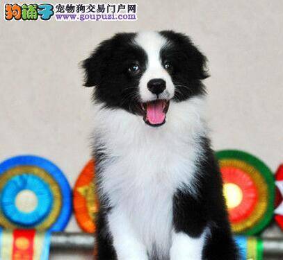 五个月的边境牧羊犬毛色变浅了如何是好